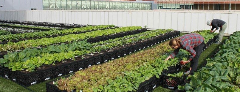 First Hospital-Based Rooftop Farm in Massachusetts