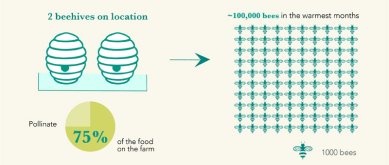 2 colmenas en el lugar polinizan el 75% de los alimentos en la granja. Tenemos alrededor de 100.000 abejas en los meses más cálidos.