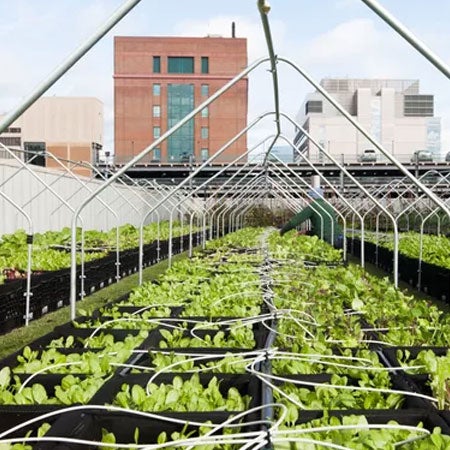 Not A Fan Of Hospital Food? Hospitals Are Working To Change That By Growing Their Own Produce