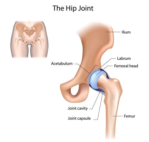 Hip Joint graphic